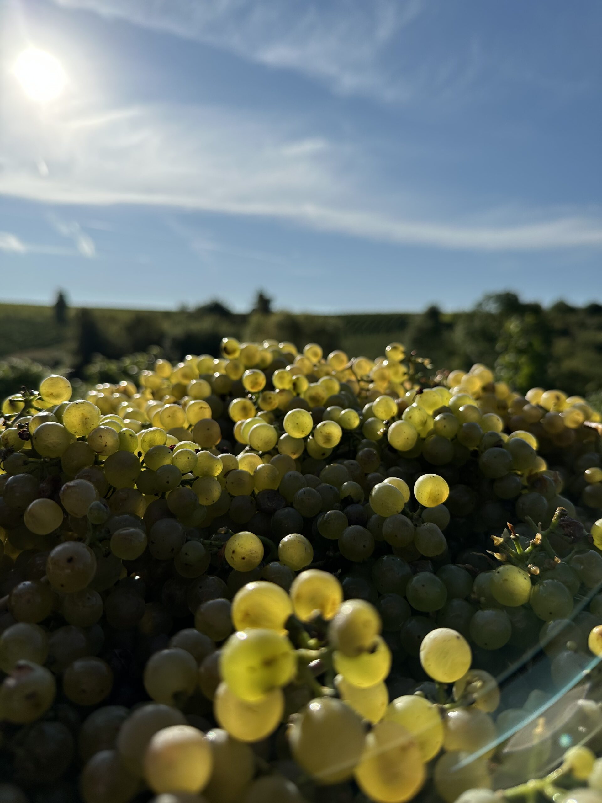 Unser Weingut_Handwerk_Bild 1